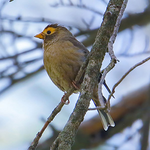 Spectacled Finch